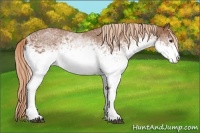 Horse Color:White Spotted Chestnut 