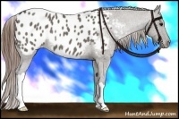 Horse Color:Smoky Grullo Appaloosa