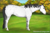 Horse Color:White Spotted Black