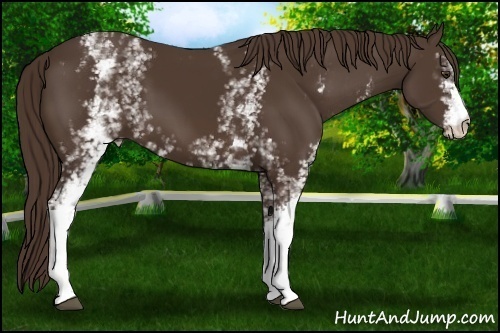 Horse Color:White Spotted Liver Chestnut