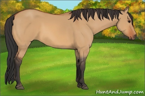 Horse Color:Bay Dun 