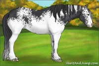 Horse Color:White Spotted Black
