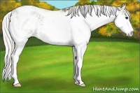 Horse Color:Silver Smoky Black Sabino 