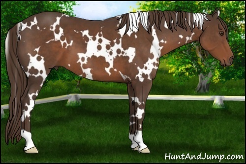 Horse Color:White Spotted Liver Chestnut
