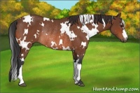 Horse Color:White Spotted Bay Rabicano