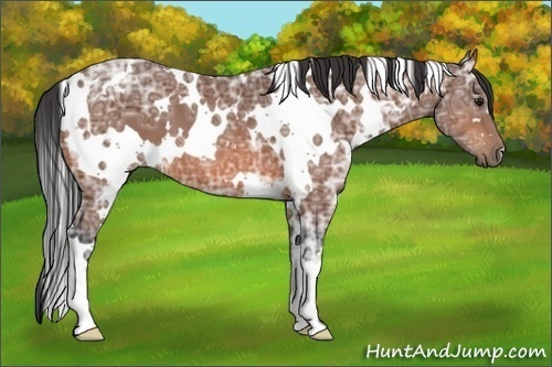 Horse Color:White Spotted Bay Ice 