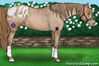 Horse Color:Brown Pearl Appaloosa