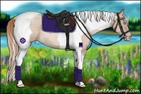 Horse Color:Buckskin Pearl Tobiano Frame Rabicano 