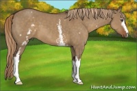 Horse Color:White Spotted Liver Red Dun 