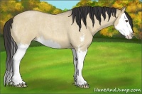 Horse Color:Buckskin Roan Dun Sabino Splash