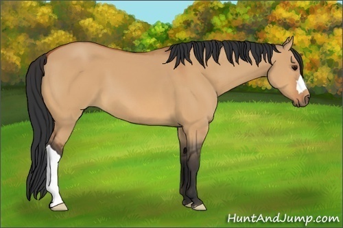 Horse Color:Bay Dun