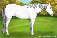 Horse Color:White Spotted Smoky Black Splash 