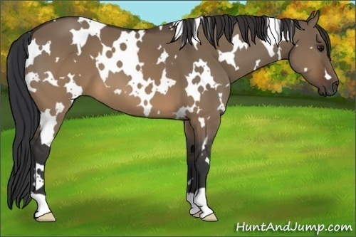 Horse Color:White Spotted Brown Dun 