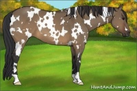 Horse Color:White Spotted Brown Dun