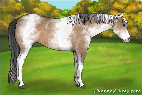 Horse Color:White Spotted Bay Dun 