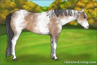 Horse Color:White Spotted Bay Dun