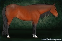 Horse Color:Brown Rabicano