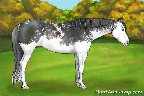 Horse Color:Black Sabino Splash 