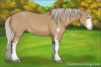 Horse Color:Silver Bay Dun Sabino