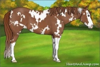 Horse Color:White Spotted Chestnut Splash