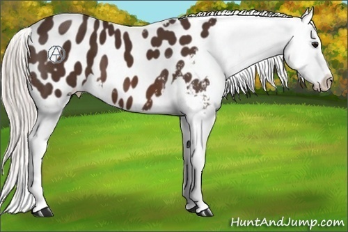 Horse Color:Silver Brown Near Leopard 