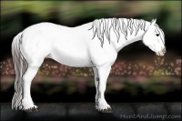 Horse Color:White Spotted Brown Appaloosa 