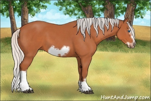 Horse Color:Silver Bay Splash Frame 