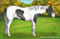 Horse Color:Black Sabino Tobiano 