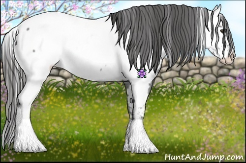 Horse Color:White Spotted Blue Roan Fewspot Rabicano 