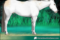 Horse Color:White Spotted Buckskin Dun 
