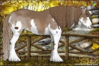 Horse Color:Liver Chestnut Splash