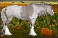 Horse Color:Silver Blue Roan