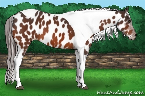 Horse Color:Bay Tobiano Appaloosa 
