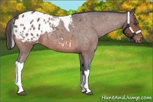 Horse Color:Bay Roan Tobiano Appaloosa