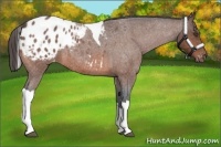 Horse Color:Bay Roan Tobiano Blanket 