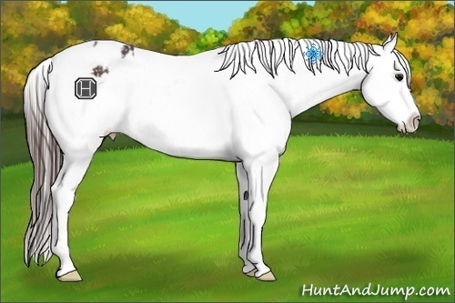 Horse Color:Bay Appaloosa Rabicano 