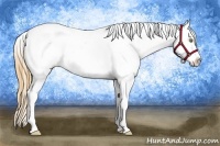 Horse Color:Gold Champagne Appaloosa 