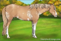 Horse Color:White Spotted Gold Champagne Splash 