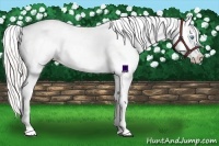 Horse Color:White Spotted Silver Smoky Blue Roan Pearl Blanket 