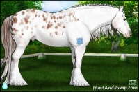 Horse Color:Bay Ice Appaloosa 