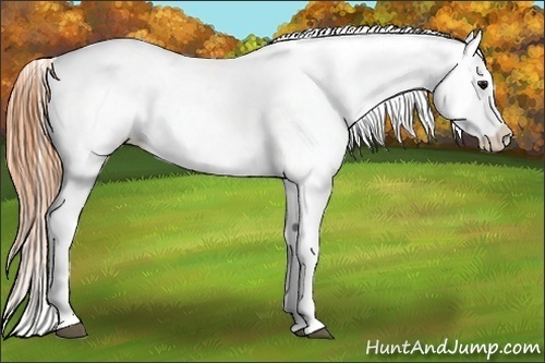 Horse Color:White Spotted Buckskin Splash Blanket