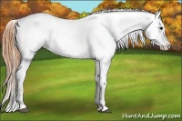 Horse Color:White Spotted Buckskin Splash Blanket 
