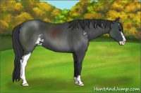 Horse Color:Black Sabino