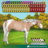 Horse Color:Silver Black Pearl Sabino Tobiano Rabicano 