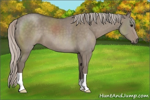 Horse Color:Silver Grullo 