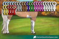 Horse Color:Silver Bay Dun Tobiano 