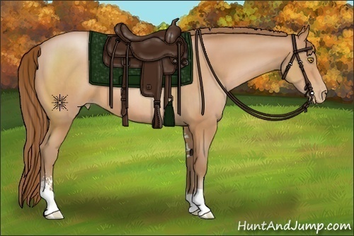 Horse Color:Bay Pearl Sabino 