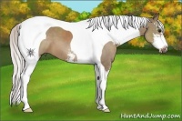 Horse Color:Silver Grullo Sabino Tobiano
