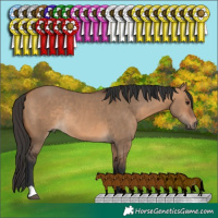 Horse Color:Bay Dun Rabicano 