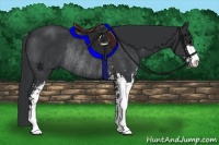 Horse Color:Black Sabino Rabicano